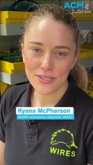 When should you rescue a native baby bird?