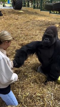 Kifu literally robbing me of everything! Tambaby in the corner, feeling very Left out  This is at our sanctuary where we rescue and rewild animals of its possible . We are the only people in the world that