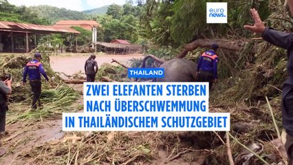 Zwei Elefanten sterben nach Überschwemmung in Chiang Mai
