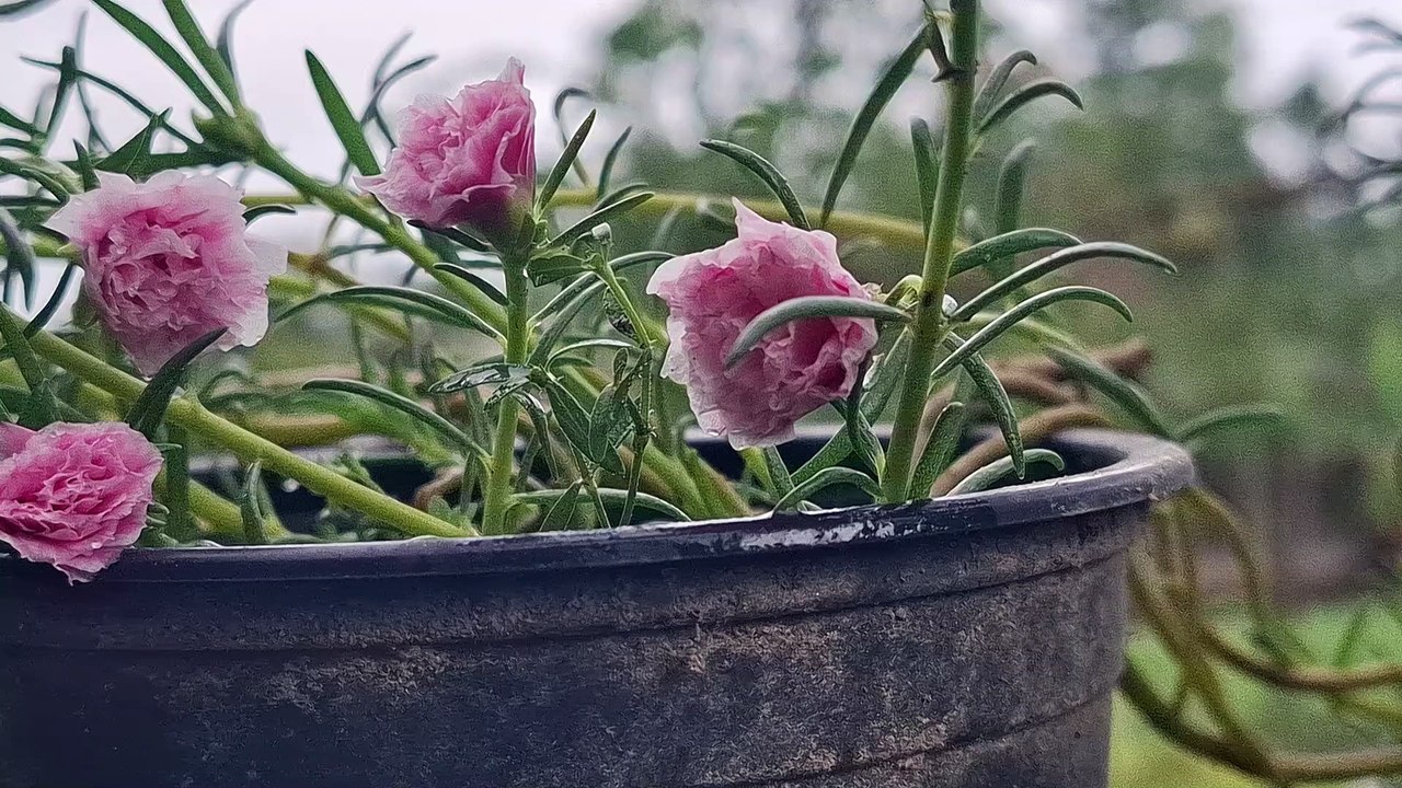 MY GARDEN