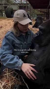 Gorilla family at our sanctuary where we rescue and rewild gorillas now the only@people in the world that have ever sent a gorilla back to the wild where they belong