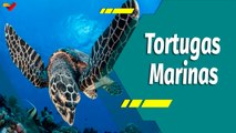 Punto Verde | Encuentro Nacional de Conservación de Tortugas Marinas