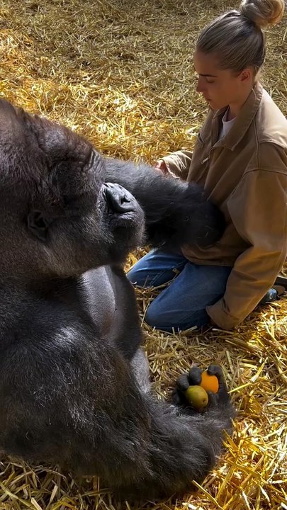 He takes everything from my pockets this is KIFU for those of you that don't know, I've known him my whole  life. He is so special and so gentle with me considering how strong and powerful he is.