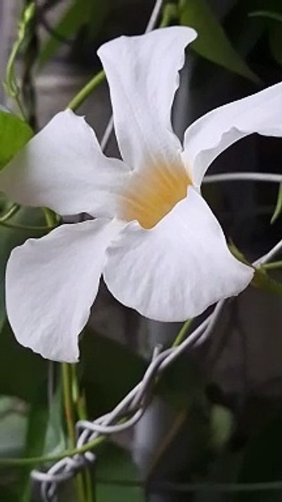 MY GARDEN