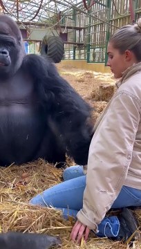 If you want to Understand  gorilla language-Kifu is telling his wife not to take any of his food  This is at our sanctuary where we rescue and then send animals back to the Wild. We are the only people in