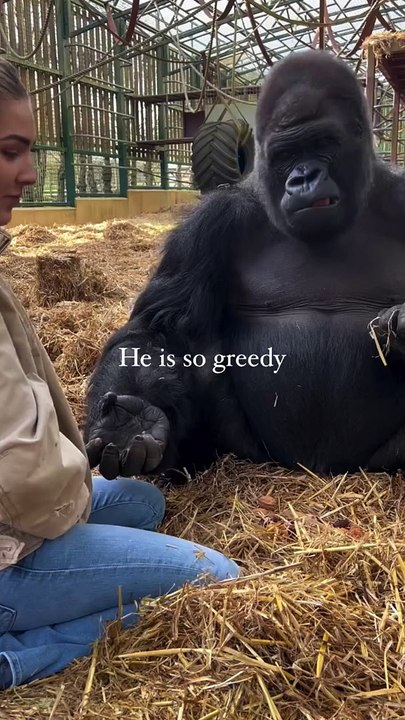 KIFU is SO greedy he never lets any of the others get anything this video is at our sanctuary where we rescue animals and send them back to the wild   WE ARE THE ONLY PEOPLE IN THE WORLD THAT HAVE SENT
