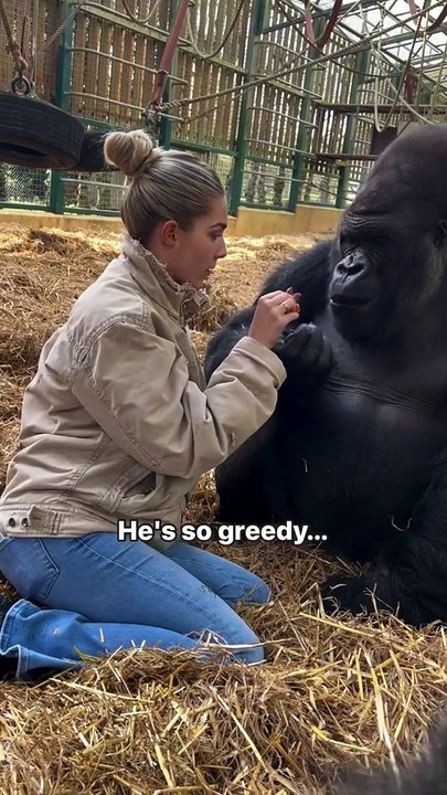 Kifu who I've known my whole life at our rescue sanctuary where we rescue and then send animals back to the wild   where they belong  We are the only people in the world that have ever sent a gorilla back