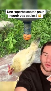 Astuce pour nourrir vos poules
