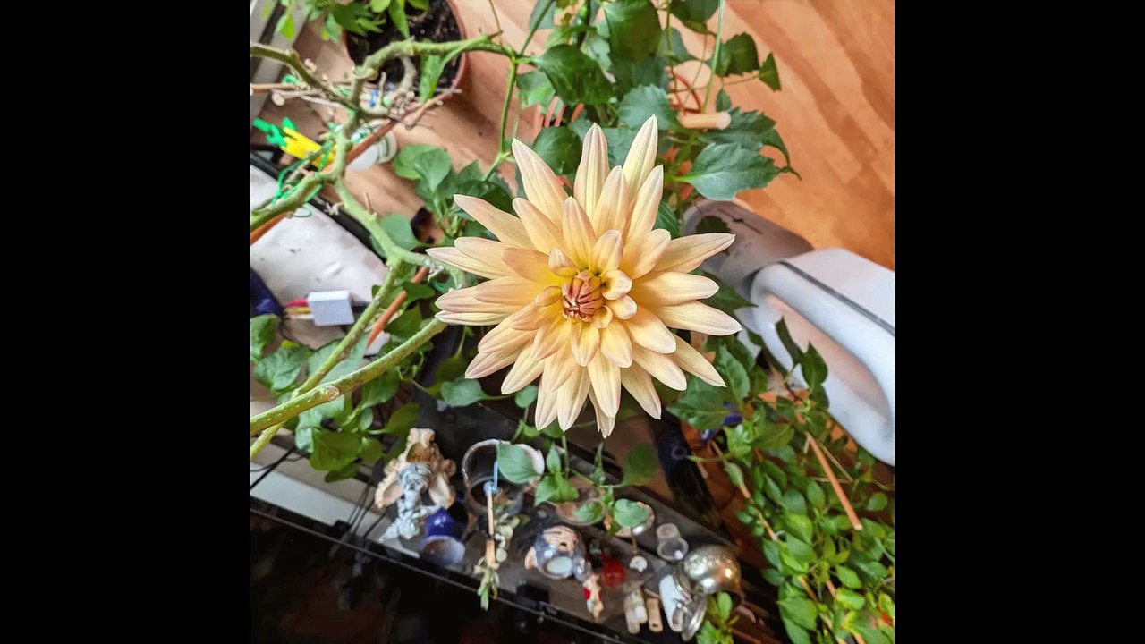 The ROCK AND ROLL - WESTERN BEAT- ILL- home video-clip