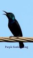 Purple Sunbird Song