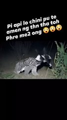 Tiger but not tiger look and