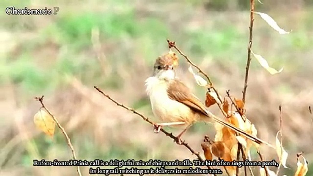 Rufous fronted Prinia Call | Rufous fronted Prinia Sound | Rufous fronted Prinia Song