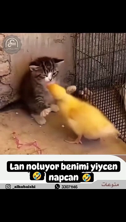 Cutest Fight