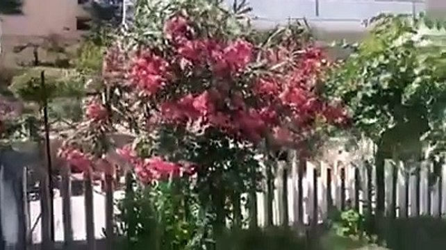 Incendio a Pineto, i residenti: Quel palo della luce ? pericoloso, viviamo nel terrore