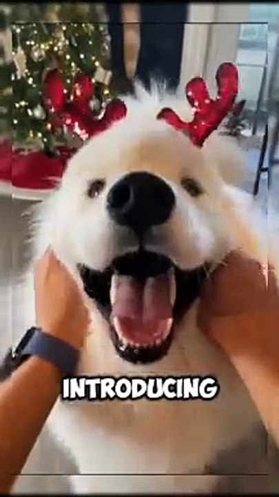 Explore the dog Samoyed #petcare#animlovers #animals #funny animals