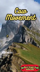 Animal Facts         Cow Movement         #shorts