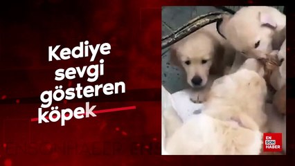 Kediye sevgi gösteren köpekler