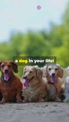 Five Funniest and Cutest Dogs Playing To 2024-10-19