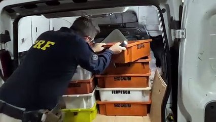 PRF apreende 400 kg de filé de tilápia em transporte irregular na BR-277