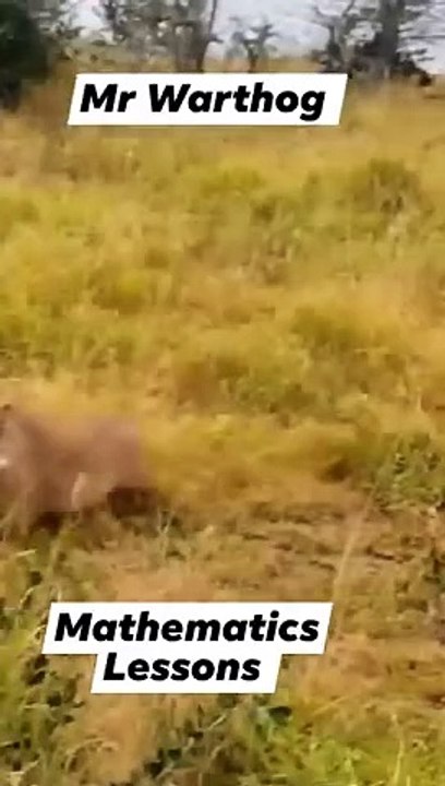 ANIMALS LIFESTYLE,,,,