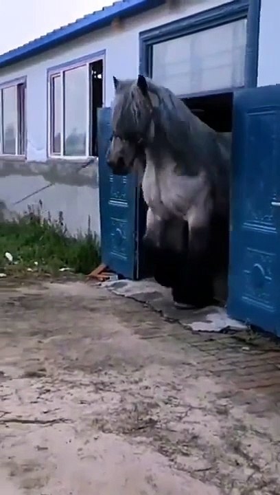 That is a Majestical Beast