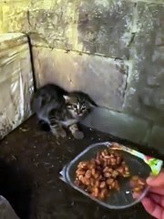 Scared feral kitten trusts a human for the first time