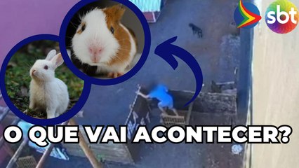 Criança que matou 23 animais NÃO será punida; entenda