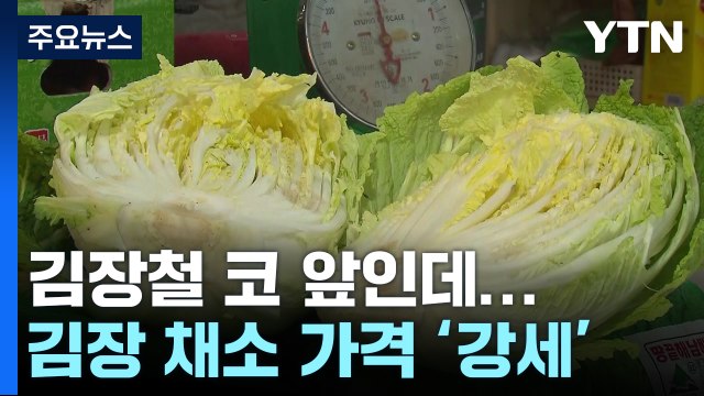 김장철 코 앞인데...배추·무 가격 여전히 '강세' / YTN