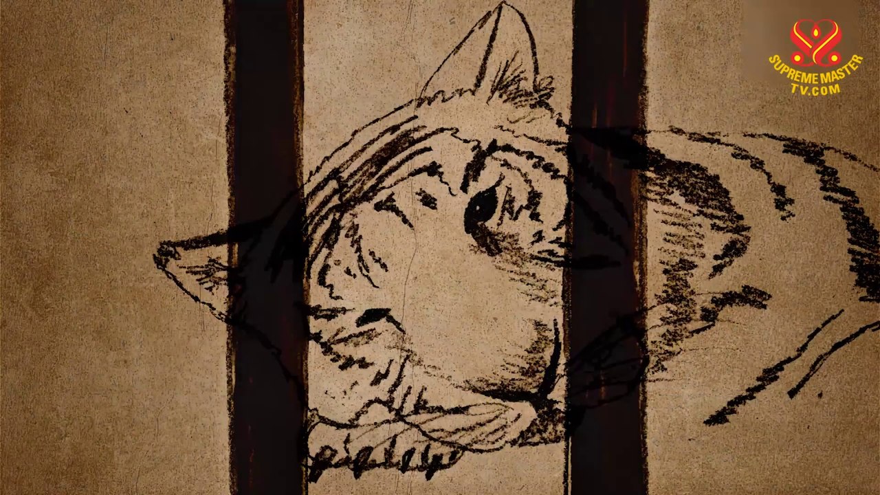 Draw My Life - Tiger Edition