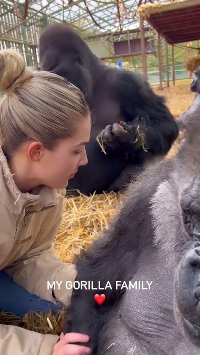My gorilla family at our Rescue and Rewild Sanctuary. We have sent 80 gorillas back to the wild so far. We are the only people in the world to do this.   I have known these specific gorillas in the video m