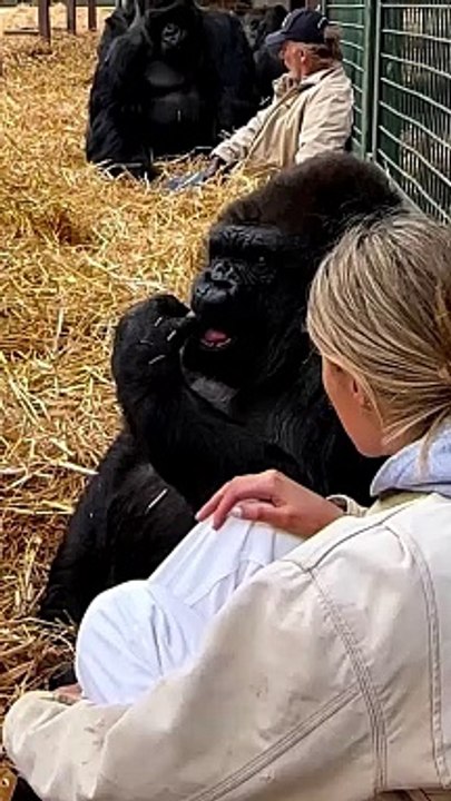 My lovely second family @theaspinallfoundation is the only foundation in the WORLD!! That has ever rewilded gorillas with now over 80 having been rewilded   it's to late to rewind but together we can rewil