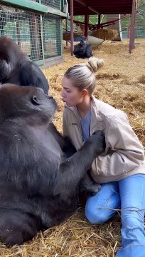 She's so gentle and loving with me this group of gorillas, I've known my whole life and have been able to develop completely natural relationships with them at our sanctuary, where we rescue, and then Re