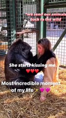 Something like this has never happened before and has happened since... we send our animals back to the wild with over 80 gorillas having been rewilded  Share this video if you care about animals and r