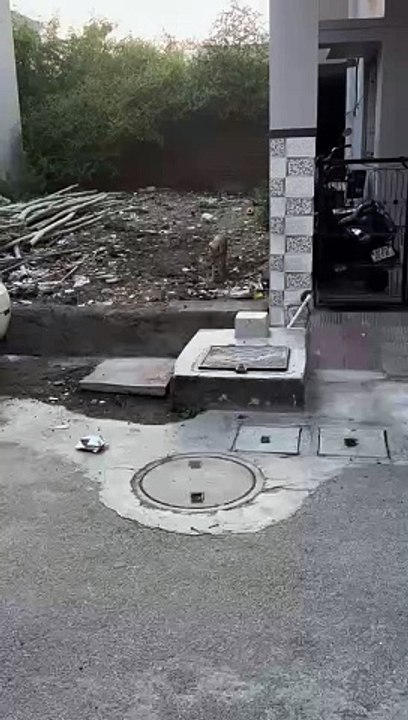 भीलवाड़ा के आबादी क्षेत्र में घुसे  सियार की तलाश