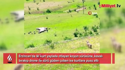 Kurtlar sürüye, drone kullanan çoban kurtlara pusu attı