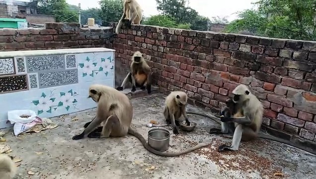 Feeding hungry monkeys