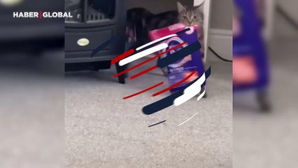 Emzirmeyi bitiren kedi için yemek zamanı: Eliyle koymuş gibi buldu