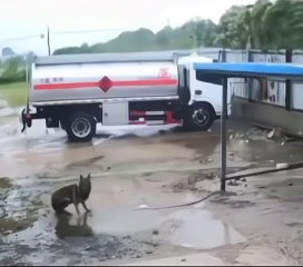 Ce chien a survécu à un ouragan... Miraculé