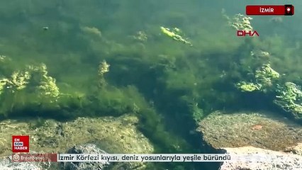 İzmir Körfezi kıyısı, deniz yosunlarıyla yeşile büründü