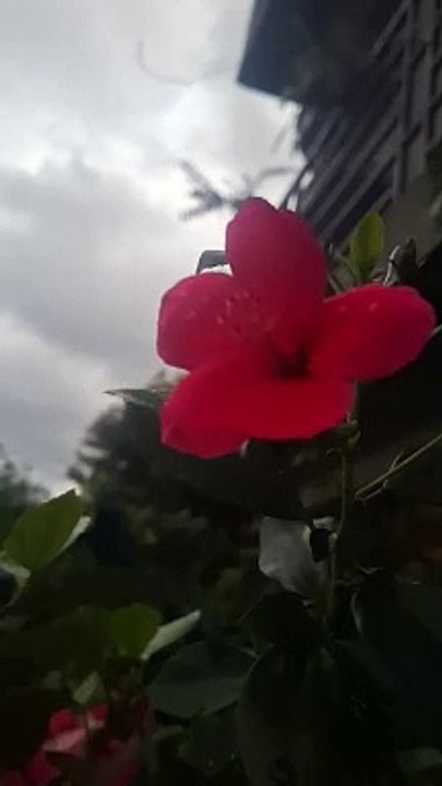MY GARDEN