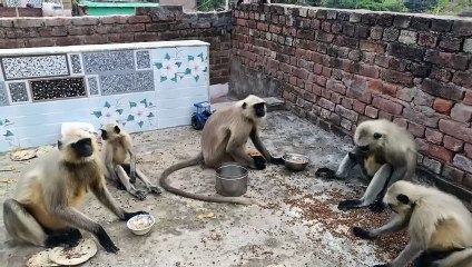 Feeding hungry monkey