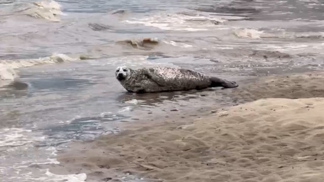 Seal spotted having a rest on the banks of the Thames near Canary Wharf in London