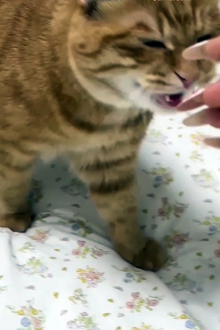 Funniest animals | cute animals | #animals #cuteanimals #funniestanimals #funnyanimals