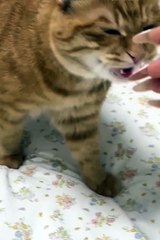 Funniest animals | cute animals | #animals #cuteanimals #funniestanimals #funnyanimals
