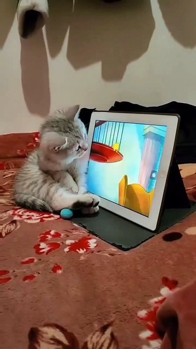 Kitten watching cartoon