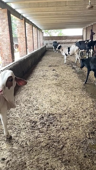 #trending #viral #usa #shortvideo #viralvideos #animals #nature #cow #cowbaby #innocent #petslife