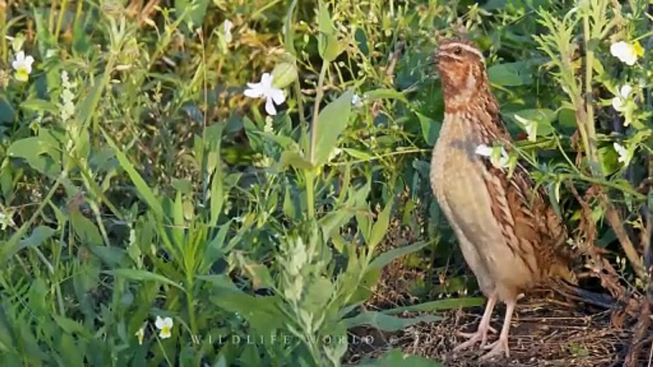Common Quail. Bird sounds from summer meadow