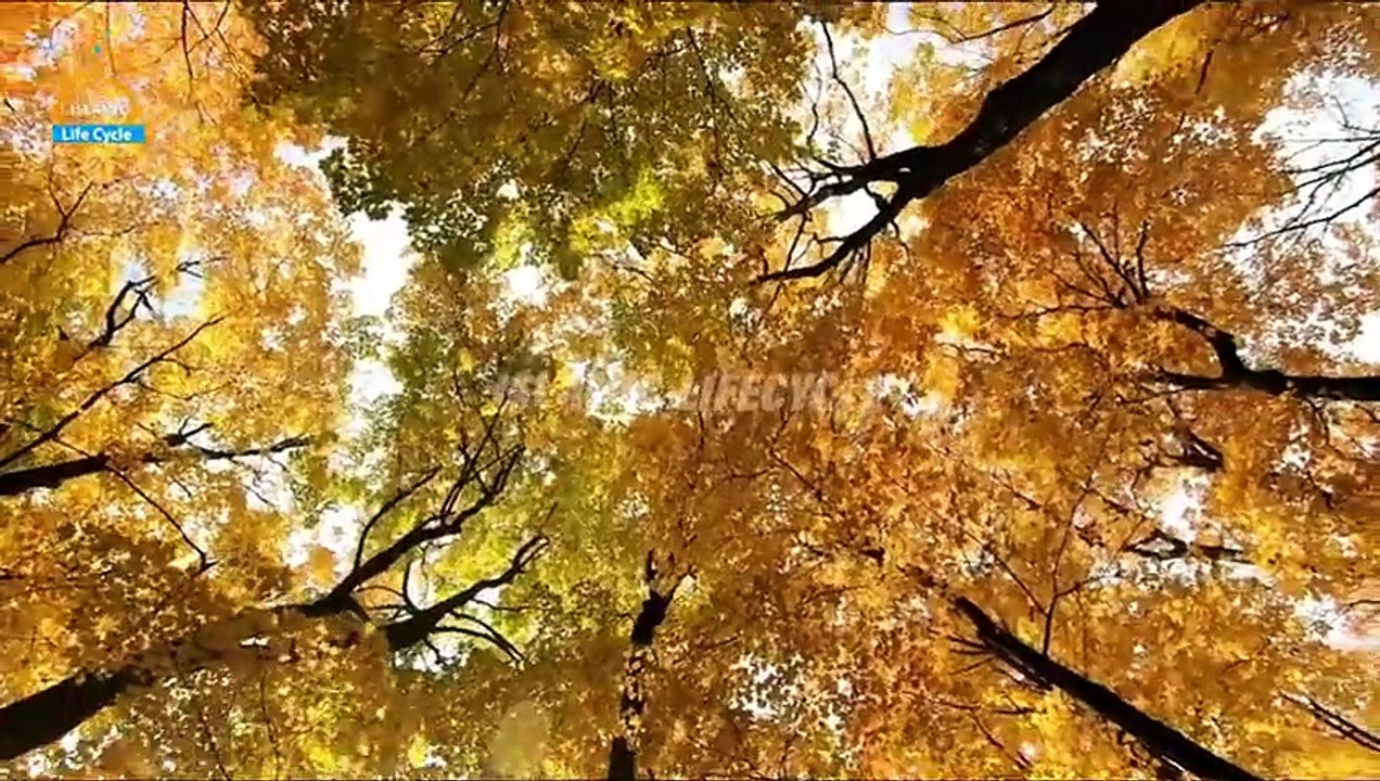 Hazoor saw aur Kabootari Ka Waqiya _ Islamic Stories