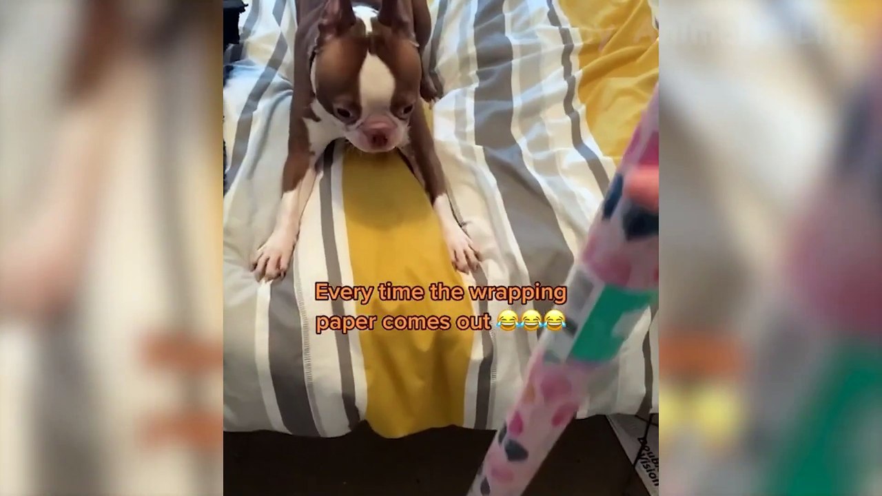 Funniest Animal Videos 2024  - Funny Cats And Dogs Videos 