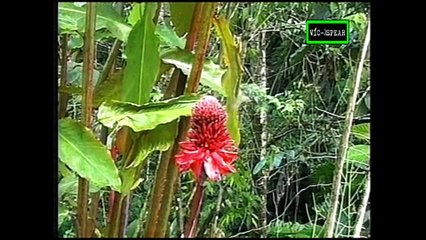 Las Mensajeras de los Dioses: Las Mariposas su vida diurna y nocturna - Documental (1997) E. Latino